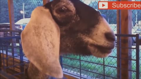 Goats Screaming Like Humans