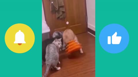 Funny animals- funny cats/ dog - funny animal videos best video