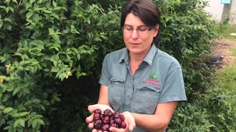 Brazilian Cherry - Black Beauty - Black Brazilian Cherry in Exclusion Orchard