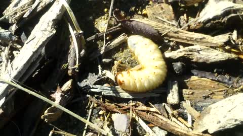 Ant eating giant California BUG!!!