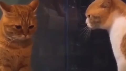 The cat's face is so pitiful after arguing