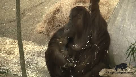 At Chicago brookfield zoo, a two-weeks-old baby orangutan made her debut