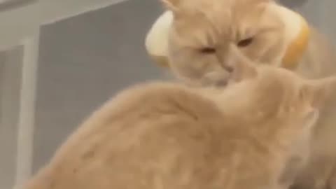 Cute Cats Playing