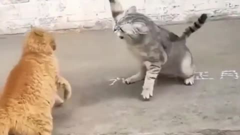 Cat fighting 🙀 cat fighting skills😲