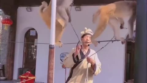 Monkey show - very contagious