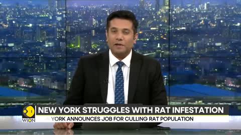 US New York struggles with rat infestation; city seeks its pied piper English News WION