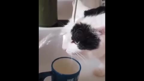 Try not to Laugh at these funny cats