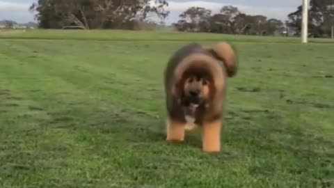 ✅ VIRAL DOG of TIK TOK TIBETAN MASTIFF