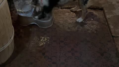 Silly Puppy Splashes And Bites Water Bowl