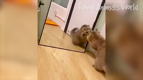 Funny Animal Videos 2023 😂 - Funniest Cats And Dogs Video 😺😍