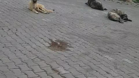 Our dogs really like to sit in the middle of the road, luckily cars rarely pass in our village