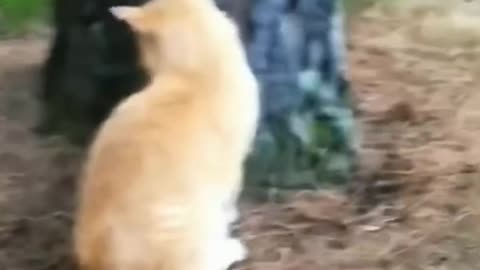 The Cat Vs Dog Very Funny Moment -- _catlover _funnycat _doglover(Video0)