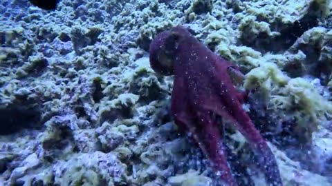 Under sea water octopus 🐙 catching and spearfishing