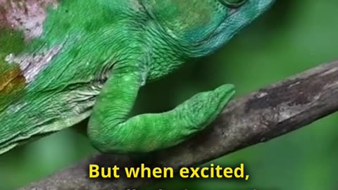 How Chameleon Changes Color?