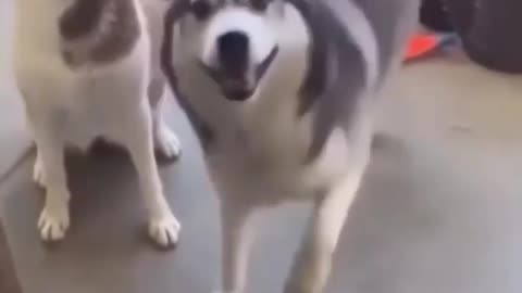 Just happy dog , funny husky dog 🐶🐕