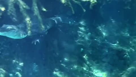 Crocodiles under the water