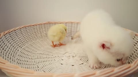 kitten walk with a tiny chicken.