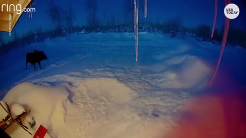 Ring video captures a moose shedding massive antlers with one shake