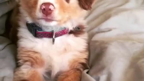 Funny animal videos|Cute animal videos |Funny dog&cat videos|Hilarious pet videos|Funny video