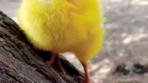 Cute bird