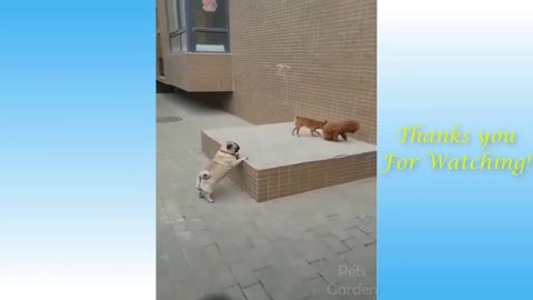 Cute animals doing funny things