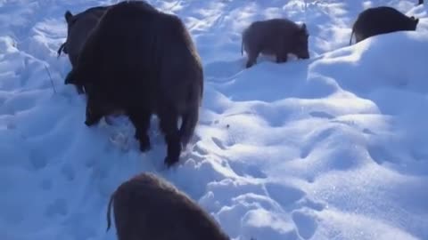 Meeting with wild boars in the winter forest