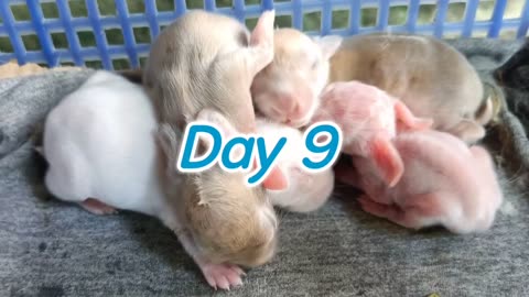 Baby Rabbit | 1 Day to 30 Days Old