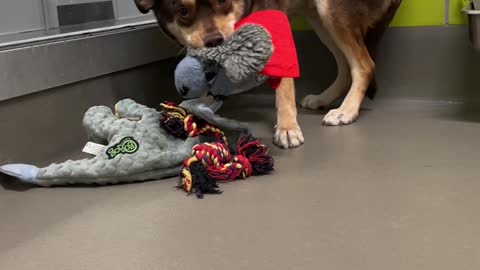 Nervous Pup Carries Favorite Toy For Comfort