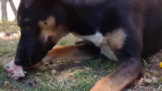 Dog crashing bones