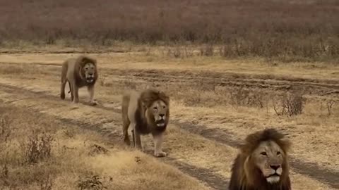 Where are African lions found?