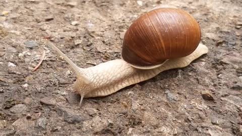 snail slowly crawling on the ground