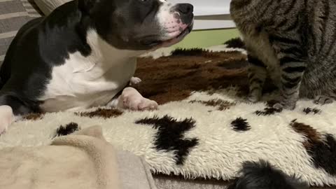 Small Dog Protects Big Dog from Cat