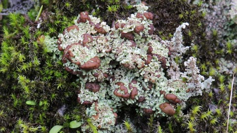 Slit-Peg Lichen