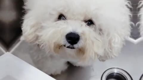 A cute dog that winks out of the bath 🙂