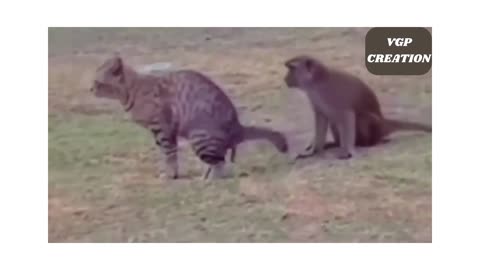 "Laughing Guaranteed: Hilarious Animal Antics Caught on Camera!"