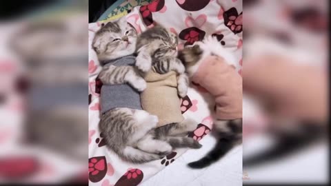 Best of cute and funny cats videos 2023