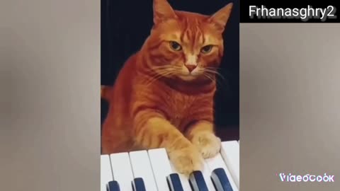 This is the artist's funny cat playing the piano🎹