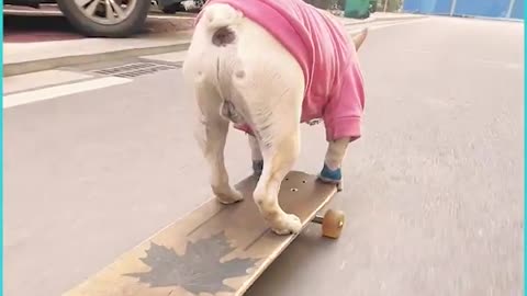 dog skating