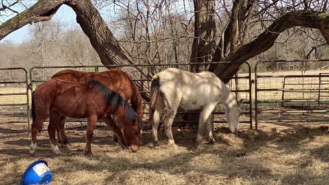 Three SA Mustangs rescued at livestock auction