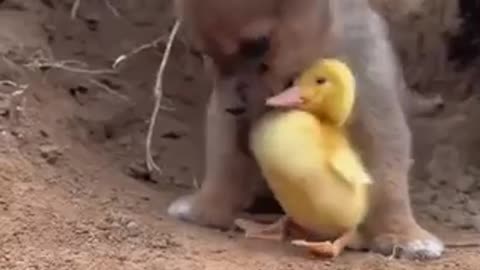 Animal kindness