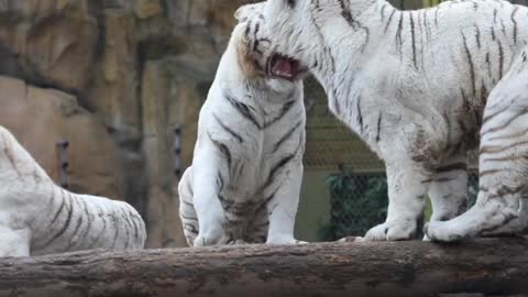 Play out of bounds as soon as the camera opens # White Tiger