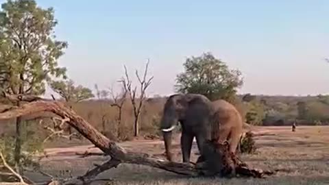 Elephant bull shows incredible power to push over huge tree