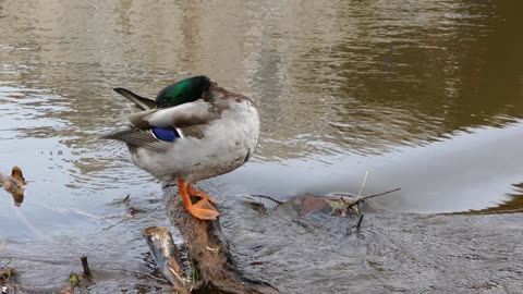 Duck after a shower