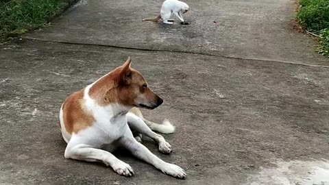 Dog and Cat 🐈😺 friend