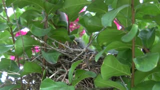 Northern mockingbird feeding the babies birds