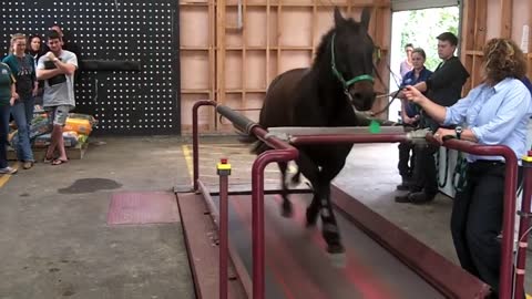 Horse on a treadmill