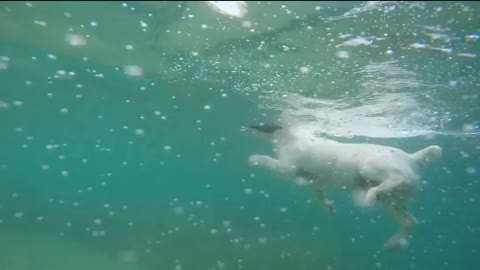 Dog 🐕 deep swiming in the water