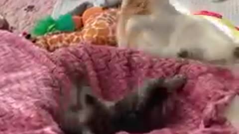 When you enjoy babysitting kittens, but then realize—you’ve had enough!