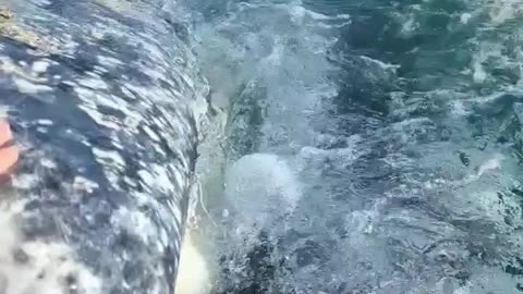 This gray whale showed us how well it brushed it's teeth 🪥