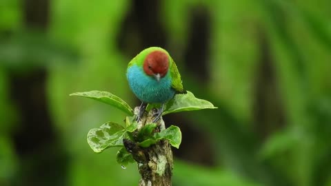 A bird composes the story of the morning on the tree branches